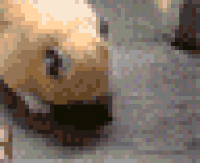 gifs for ants GIF