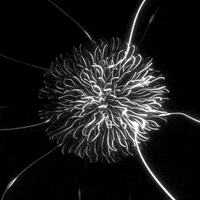 Think Black And White GIF by xponentialdesign