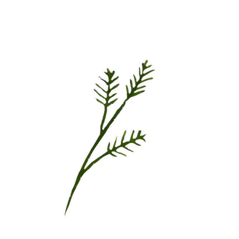 Julia_Ili giphyupload summer green spring Sticker