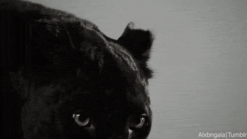 Cat Leopard GIF