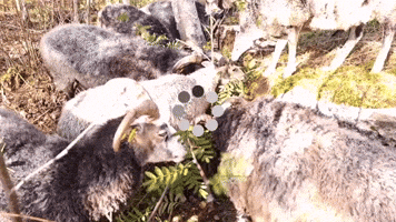 Sheep loading screen