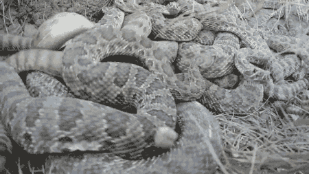 snake rattlesnake GIF