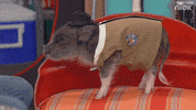 good boy pet GIF by Nickelodeon