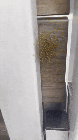 andrzejbansleben giphycreatortest spiders itsy bitsy spider baby spider GIF