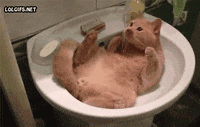 cat GIF