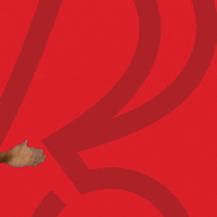 Football Soccer GIF by Bristol City FC