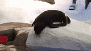 SeaWorld fail slide mondays whoops GIF