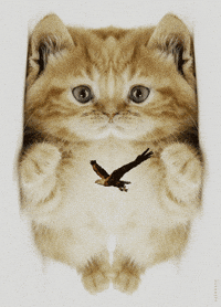GIF by PEEKASSO