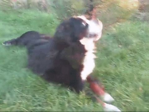 dog friends GIF