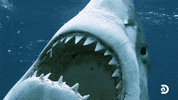 Snoop Dogg GIF by Shark Week