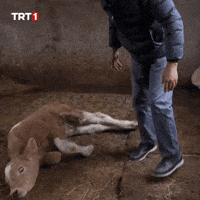 Tired Baby GIF by TRT