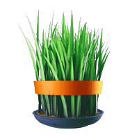 Novruz Semeni Sticker by Araz Supermarket