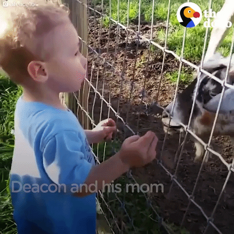 GIF by The Dodo