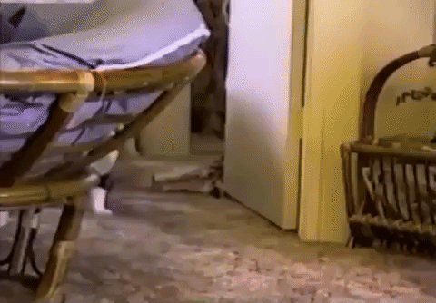 Video gif. A cat appears, followed by a girl crawling with her head down. The cat has her long blonde braid in its hair and is dragging her into the room.