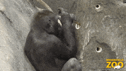 Steven Searching GIF by Brookfield Zoo