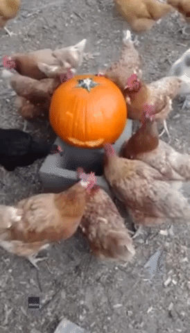 Chick-or-Treat! Hens Get Ready for Halloween With Tasty Pumpkin Snack