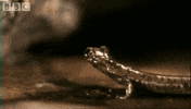 mlem GIF