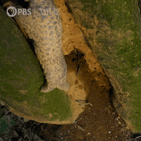 Falls Pbs Nature GIF by Nature on PBS