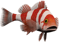 Fish Sticker