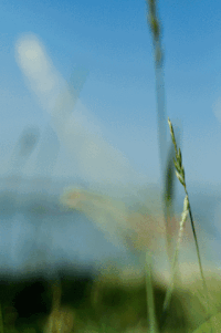 mezitlab  GIF