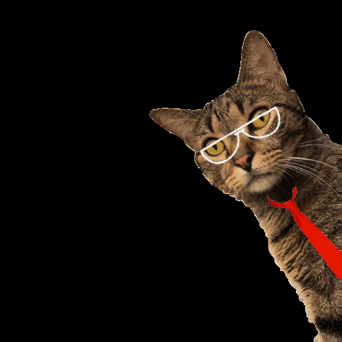 Cat Scar GIF by HuellitasMovil