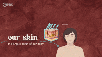 Skin Biology GIF by PBS Digital Studios