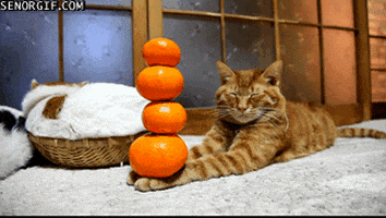 orange fruit cat GIF by Cheezburger