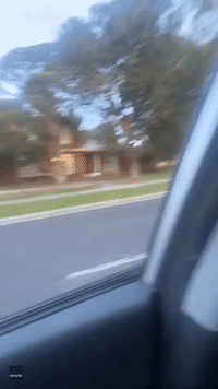 T-Rex Takes Dog for a Walk in Melbourne Suburb