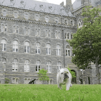 bull dog GIF by GeorgetownUniversity