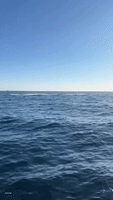 Breaching Whales Impress Fishermen Off Gold Coast