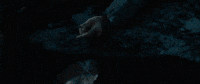 GIF by Giffffr