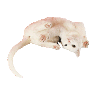 White Cat Sticker by Smitten Kitten