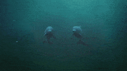 Body Of Water Pop GIF by Tierra Whack