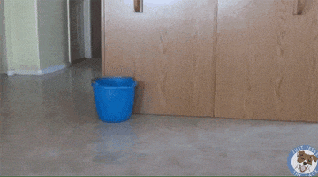 celebrating national hot dog day GIF