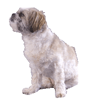 Dog Wtf Sticker by Showtime Den Bosch