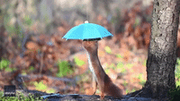 Squirrel Does Umbrella Photoshoot