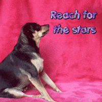 Reach for the stars or relax