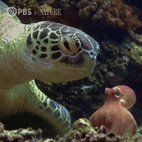 Sea Turtle Ocean GIF by Nature on PBS