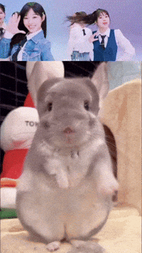 Mei Sue GIF