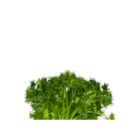 Rockstar Vegetable Sticker by PlumFilms