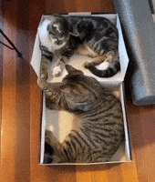 Patty Cake Love GIF