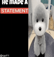 Cute Dog GIF