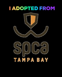 spcatampabay spca spcatampabay spca tampa bay spca largo GIF