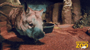 I See You Hello GIF by Brookfield Zoo
