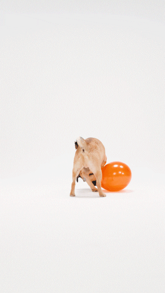 JistGroup giphyupload GIF