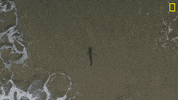 Nat Geo Omg GIF by National Geographic Channel