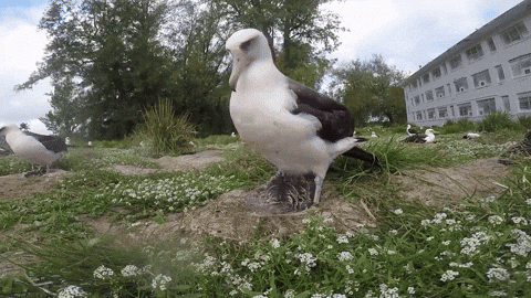 Baby Bird Eww GIF by U.S. Fish and Wildlife Service