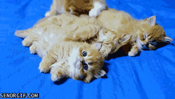 Cat Kittens GIF
