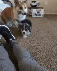 dog lol GIF by JustViral.Net