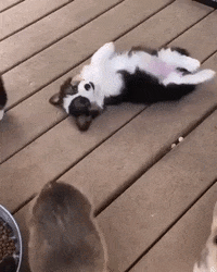 puppy corgi GIF by JustViral.Net